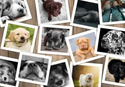 Chiens