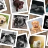 Chiens