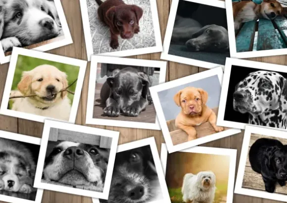 Chiens