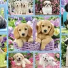 Chiots