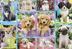Chiots