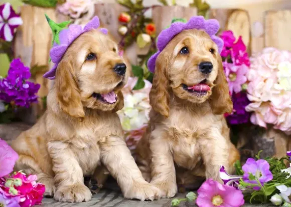 Chiots aux Chapeaux de Fleurs