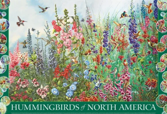 Colibris d'Amérique du Nord
