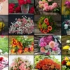 Collage - Bouquets de Fleurs