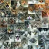 Collage - Chats