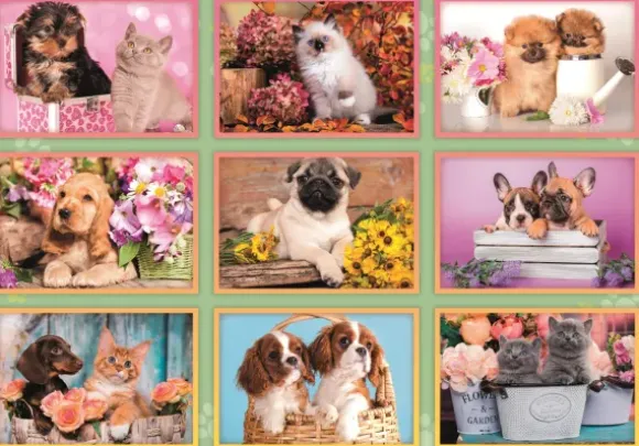 Collage de Chiots
