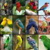 Collage - Oiseaux Colorés
