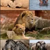 Collage - Wildlife