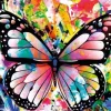 Colorful Butterfly