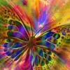Colorful Butterfly