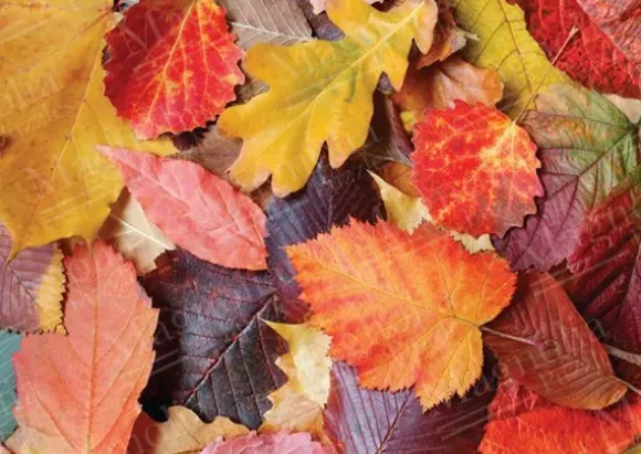 Colorful Leaves