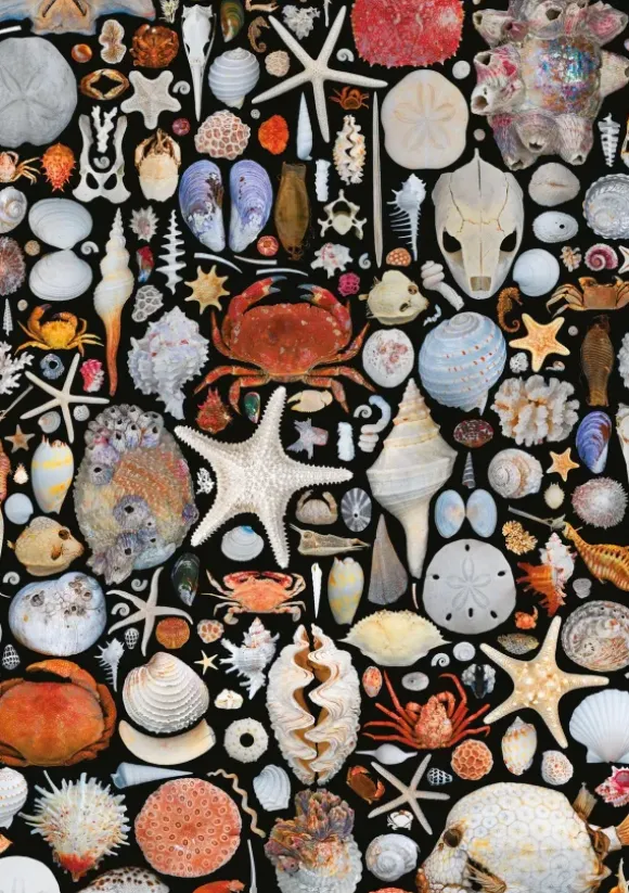COQUILLES