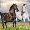 Couple de Chevaux