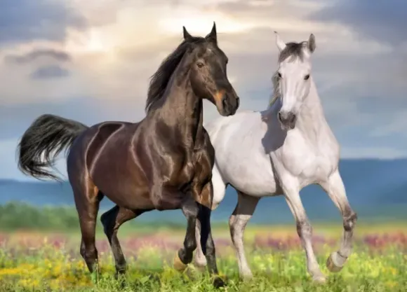 Couple de Chevaux