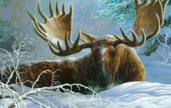 Couverture d'Hiver