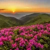 Crépuscule Rose