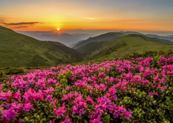 Crépuscule Rose