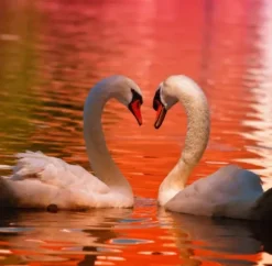 Cygnes