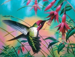 Cynthie Fisher - Hummingbird Haven