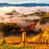 Dans les Vignobles