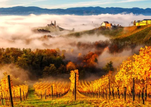 Dans les Vignobles
