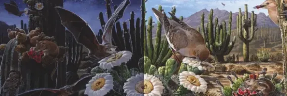 Desert Ecosystem