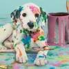 Drôle de Dalmatien