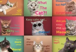 Drôles De Visages De Chats