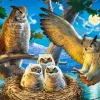 Famille d'Hiboux
