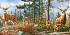 Famille Royale de Cerfs