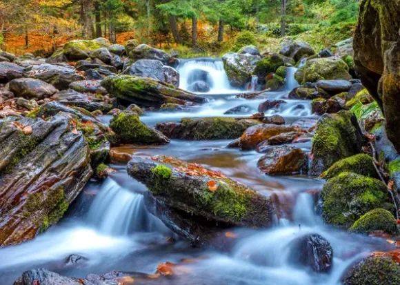 Forest Stream in Autumn