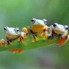 Friendly Frogs