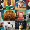 Funny Animals