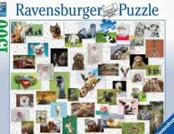 Funny Animals Collage