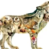 Greg Giordano - Native American Wolf