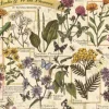 Herbier : Herbes Médicinales