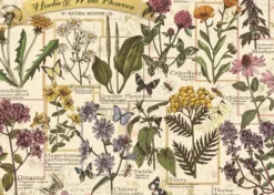 Herbier : Herbes Médicinales