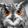 Hibou Curieux