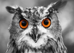 Hibou Curieux