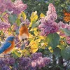Intermède de Printemps