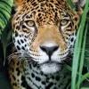 Jaguar dans la Jungle