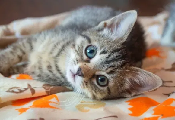 Kitten