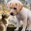 Kitten and Puppy