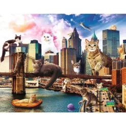 Kittens in New York