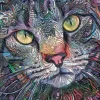 Kitty Cat Psychédélique