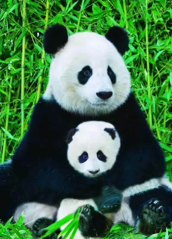 La Famille Panda