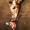 La maman girafe et son girafon