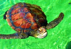 La Réunion - Tortue de Mer