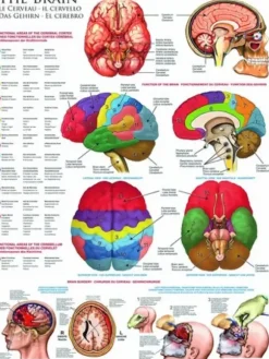 Le cerveau
