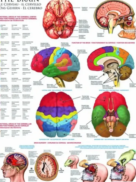Le cerveau